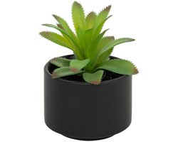 Vetplant in pot ANDA