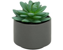 Vetplant in pot ANDA