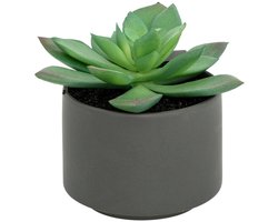 Vetplant in pot ANDA