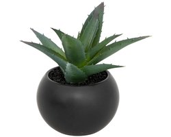 Vetplant in pot ANDA