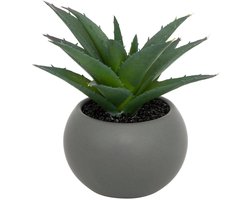 Vetplant in pot ANDA