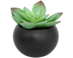 Vetplant in pot ANDA