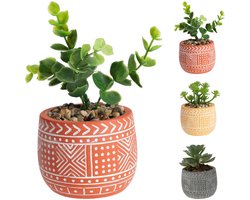 Vetplant in pot steen 12cm