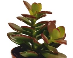 Vetplanten mix 5,5 cm | 10 stuks