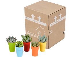 Vetplanten mix 5.5 cm in gekleurde plasticpot | 5 stuks