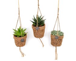 vetplanten mix in Kokopot hangpotten, biologisch afbreekbare potten, weinig onderhoud