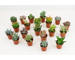 Vetplanten/Succulenten mix - 5.5 cm x 20 Planten
