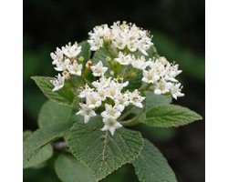 Viburnum Lantana - Wollige sneeuwbal - 40-60 cm pot: Compacte struik met wollige bladeren en witte bloemtrossen.