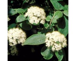 Viburnum lantana - Wollige sneeuwbal 50 - 60 cm in pot