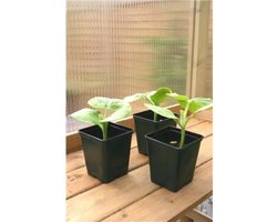 Vierkante kweekpot - 9 x 9 x 10 cm - set van 50 stuks