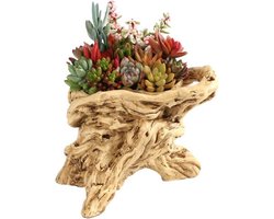 Vintage Drijfhout Plantenbak - Kunstmatige Vetplant - Decoratie voor Binnen en Buiten - Stijl J