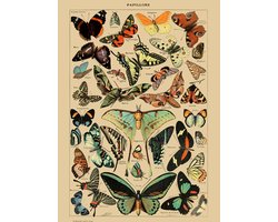 Vintage Poster Vlinders - Schoolplaat - Papillons - 70x50 - (Vintage/Retro) - Educatief - Dieren