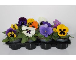 Viooltje grootbloemig mix per 12 stuks