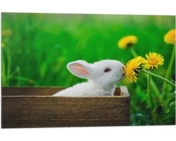 Vlag - Baby Konijntje in Houten Kistje tussen Gele Paardebloemen - 75x50 cm Foto op Polyester Vlag
