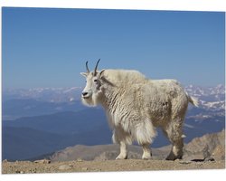 Vlag - Witte Berggeit in de Bergen - 80x60 cm Foto op Polyester Vlag