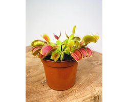 Vleesetende Planten Mix - 3 stuks | Ø 9 cm - Hoogte 10-20 cm | Bestrijden insecten in huis en tuin