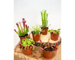 Vleesetende Planten Mix - 6 stuks | Ø 9 cm - Hoogte 10-20 cm | Kleurrijk, Uniek & Speciaal