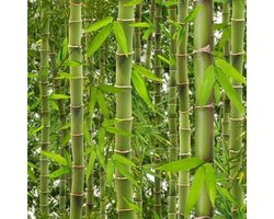 Vliesbehang Bamboe groen