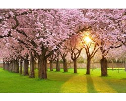 Vliesfotobehang Fotobehang 7 Banen, Kersen Bomen Art. 18023