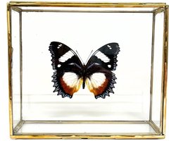 Vlinder - Hypolimnas dexithea in elegante glazen kistje met gouden rand