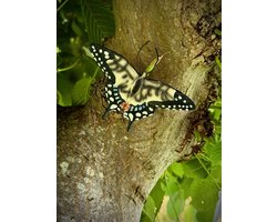 Vlinder Koninginnepage S 11,7 cm hoog - ware grootte - levensecht - polyester - polystone - beeld - tuinbeeld - hoogkwalitatieve kunststof - decoratiefiguur - interieur - accessoire - voor binnen - voor buiten - cadeau - geschenk