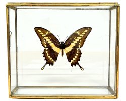 Vlinder - Papilio thoas cinyras in elegante glazen kistje met gouden rand