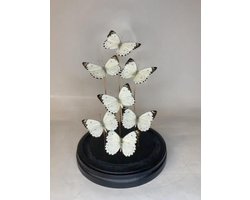 Vlinders in Stolp - Vlinder In Glazen Stolp - Vlinderstolp Glas - Wit - 30 cm