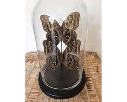 Vlinderstolp - Glazen Stolp met Vlinders - Galago Telemoneus Vlinder - Cadeau - Bruin - 28 x 17 cm