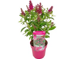 Vlinderstruik - Buddleja Butterfly Candy 'Little Ruby' - Tuinplanten - Winterhard - ⌀19 cm - 30-40 cm