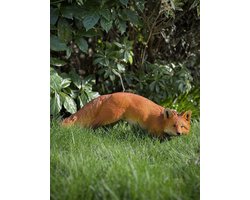 Vos staand 2 ass rechts 23 cm hoog - polyester - polystone - zomercollectie - herfstcollectie - beeld - tuinbeeld - hoogkwalitatieve kunststof - decoratiefiguur - interieur - accessoire - voor binnen - voor buiten - cadeau - geschenk