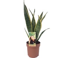 Vrouwentong, Goudrandplant, Zwaardvormig Donkergroen Blad met Gele Rand Sansevieria Laurentii - 50cm - ø14