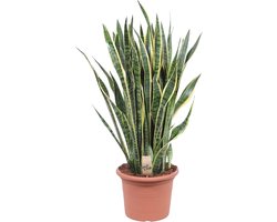 Vrouwentong, Goudrandplant, Zwaardvormig Donkergroen Blad met Gele Rand, Sansevieria Laurentii - Ø17cm - 70cm