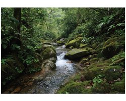 WALLARENA - Behang 350x250 cm - Fotobehang - Vliesbehang - bos, bomen en rivier - voor slaapkamer en woonkamer - halfmatte afwerking