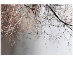 WALLARENA - Fotobehang - 200x140 cm - Betonnen takken grijs natuur voor slaapkamer en woonkamer