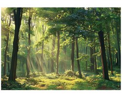 WALLARENA - Fotobehang - 200x140 cm - Fototapete met een zon in het bos voor de keuken, slaapkamer en woonkamer