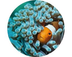 WallArt Behangcirkel - Nemo the Anemonefish - Ø 142,5 cm - Cirkel Behang - Rond Behang