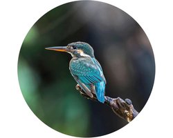 WallArt Behangcirkel The Kingfisher 190 cm
