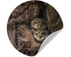 WallCircle® - Behangcirkel 100x100 cm - Muurstickers Uilen in een boom - Muurcirkel woonkamer - Wandcirkel slaapkamer - Kamer decoratie zelfklevend - Muurdecoratie accessoires XXL