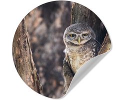 WallCircle® - Behangcirkel 30x30 cm - Muurstickers Uil - Boom - Bos - Muurcirkel woonkamer - Wandcirkel slaapkamer - Kamer decoratie zelfklevend - Muurdecoratie accessoires