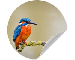 WallCircle® - Behangcirkel 80x80 cm - Muurstickers Vogel - IJsvogel - Tak - Muurcirkel woonkamer - Wandcirkel slaapkamer - Kamer decoratie zelfklevend - Muurdecoratie accessoires