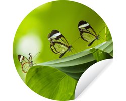 WallCircle - Muurstickers - Behangcirkel - Doorzichtige vlinder op een blad in Costa Rica - 80x80 cm - Muurcirkel - Zelfklevend - Ronde Behangsticker