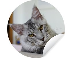 WallCircle - Muurstickers - Behangcirkel - Een liggende Grijze Maine Coon kat - 80x80 cm - Muurcirkel - Zelfklevend - Ronde Behangsticker