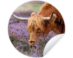 WallCircle - Muurstickers - Behangcirkel - Schotse Hooglander - Dieren - Heide - 80x80 cm - Muurcirkel - Zelfklevend - Ronde Behangsticker
