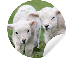 WallCircle - Muurstickers - Behangcirkel - Twee lammetjes in het groene veld - 50x50 cm - Muurcirkel - Zelfklevend - Ronde Behangsticker