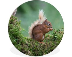 WallCircle - Wandcirkel ⌀ 140 - Bosdier - Eekhoorn - Mos - Ronde schilderijen woonkamer - Wandbord rond - Muurdecoratie cirkel - Kamer decoratie binnen - Wanddecoratie muurcirkel - Woonaccessoires