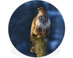 WallCircle - Wandcirkel ⌀ 140 - Een buizerd zit op een boom en kijkt uit over de landschappen van Tirol - Ronde schilderijen woonkamer - Wandbord rond - Muurdecoratie cirkel - Kamer decoratie binnen - Wanddecoratie muurcirkel - Woonaccessoires