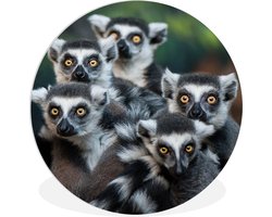 WallCircle - Wandcirkel ⌀ 150 - Apen - Dieren - Ringstaartmaki's - Ronde schilderijen woonkamer - Wandbord rond - Muurdecoratie cirkel - Kamer decoratie binnen - Wanddecoratie muurcirkel - Woonaccessoires