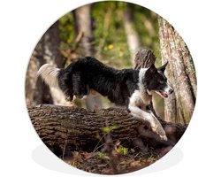 WallCircle - Wandcirkel ⌀ 150 - Een zwart-witte border collie die over een boomstam springt - Ronde schilderijen woonkamer - Wandbord rond - Muurdecoratie cirkel - Kamer decoratie binnen - Wanddecoratie muurcirkel - Woonaccessoires