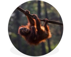 WallCircle - Wandcirkel ⌀ 150 - Jonge orang-oetan hangend aan tak - Ronde schilderijen woonkamer - Wandbord rond - Muurdecoratie cirkel - Kamer decoratie binnen - Wanddecoratie muurcirkel - Woonaccessoires