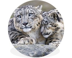 WallCircle - Wandcirkel ⌀ 150 - Sneeuwpanters - Stenen - Portret - Ronde schilderijen woonkamer - Wandbord rond - Muurdecoratie cirkel - Kamer decoratie binnen - Wanddecoratie muurcirkel - Woonaccessoires